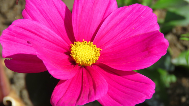 vulnerability, dahlia, color, beauty, no people, blossom, close-up, flowering plant, plant, bloom, springtime, flora, flower photography, flower images
