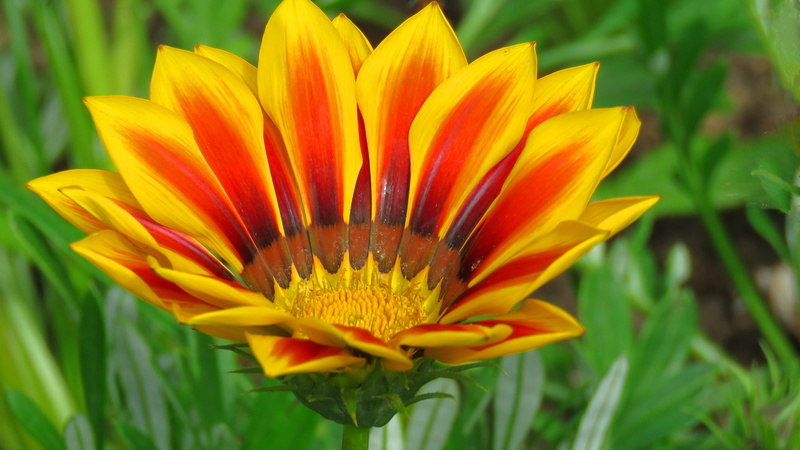 4K, flowering plant, pollen, fragility, green color, bloom, flowers, yellow, vulnerability, inflorescence, june 2015, botany, flower images flower photo