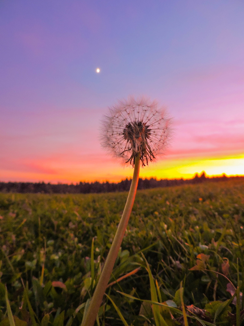 sky, yellow sky, sun, grass  green, Slovenija, nature, field, Coolpix, autumn  fall, meadow, Slovenia, Bela krajina, Touch, Semič, Nikon, outdoors, stem