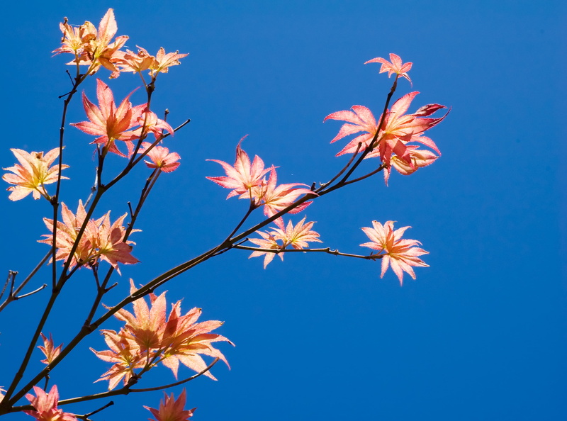 low, japanese  friendship  garden, sky, angle, nature, tree, plant, 2K, Japanese Friendship Garden, catchy, Leaves, colorful, colors, spring, branch, flower