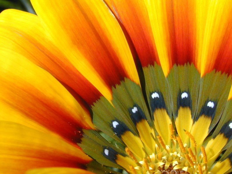 Gazania, nature, Colors, macro, 720P, stock, stripe, Catchy, Bayfront Park, Quarter, close up, sunflower, photo, wow, plant, close, Menlo Park, yellow