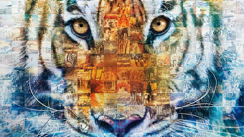 animals, 1080P, collage, tiger, movies, Life of Pi