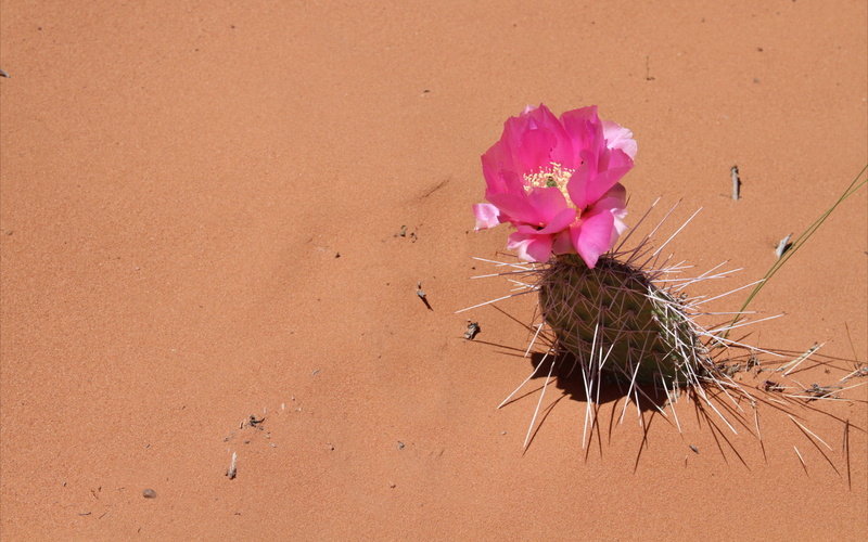 climate, freshness, land, beach, needles, flower, nature, flowering plant, flower head, plant, no people, beauty in nature, vulnerability, close-up, petal