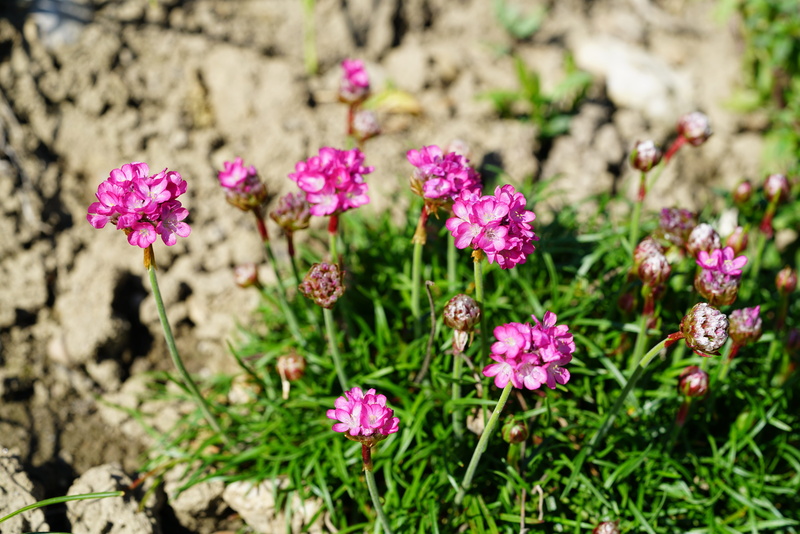 plumbaginaceae, sea, grasfilette, plant, seggrasnägelein, kubb-blömmk, sea grass flower, sea nails, close-up, needle-like, coat button, freshness, bloom