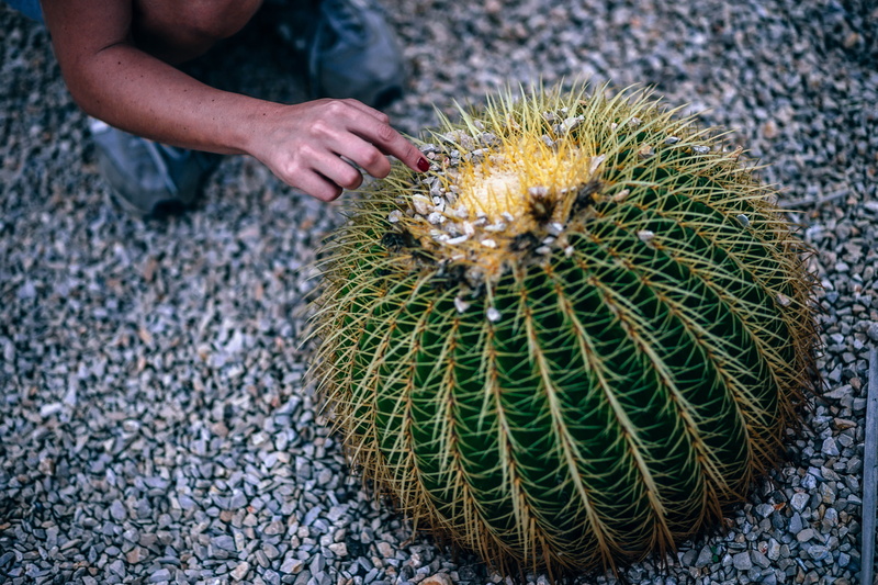 focus on foreground, day, thorns, growth, needle, spiked, landscape, real people, summer, hand, tropical, garden, prickly, pear, vegetation, 5K, touching