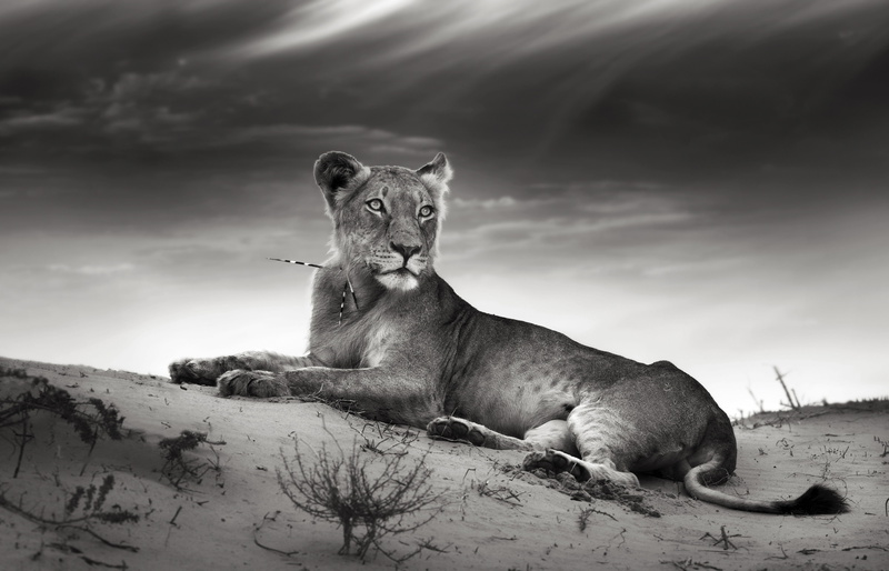 sand, clouds, 4K, cat, lioness, needle