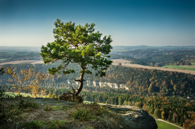 lily stone, rock, lone, beauty in nature, mountain, tree, tranquility, sunlight, green, environment, cliff, plant, near, idyllic, land, sand stone, non-urban scene