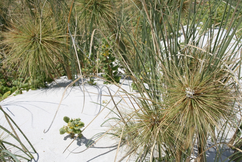 plant, close-up, leaf, high angle view, green color, outdoors, scenics - nature, dune grass, tranquility, freshness, tree, land, nature, no people, sunlight