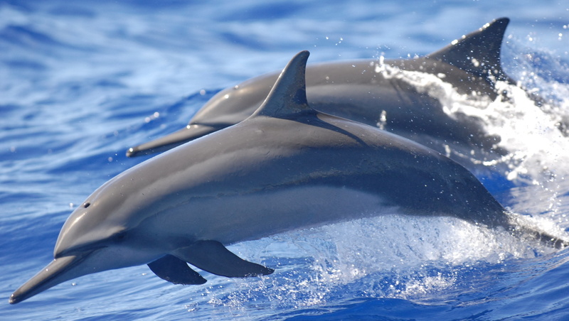 motion, animal, vertebrate, group of animals, animal wildlife, water, mammal, underwater, sea life, sea, spinner dolphin 4k desktop, animals in the wild