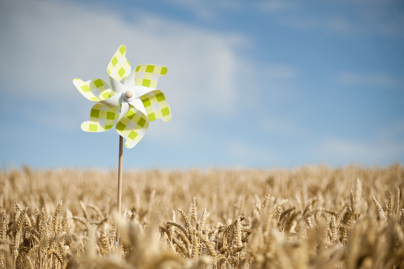 green, rye, fullscreen, spinner, spikelets, HD, ears, widescreen, background, field, full screen, 2K, macro, wheat, the sky, spike