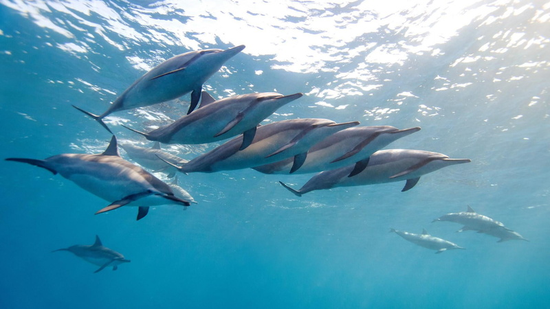 nature, turquoise colored, common bottlenose dolphin, underwater, vertebrate, marine, fish, animal themes, no people, animals in the wild, undersea, animal