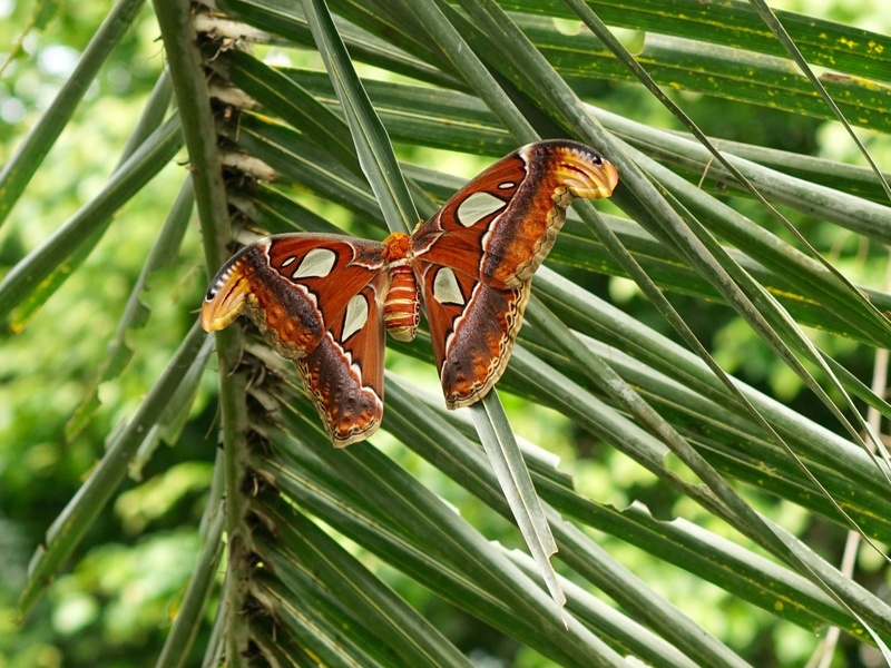 day, exotic, animals in the wild, 2K, outdoors, growth, plant part, butterfly - insect, insect, nature, moth, plant, leaf, animal wing, fly, green color