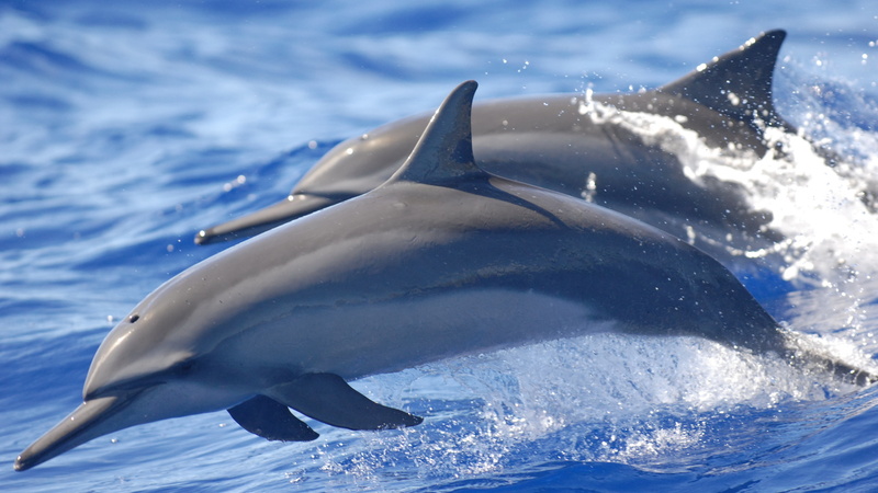 Egypt, tourism, 4K, gray, daytime, 5k, two, Hamata, Spinner dolphin, water, fish, Red Sea, dolphin, Worlds best diving sites