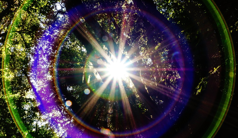 nature, glare, forest, sunbeam, beam, trees, lens flare, bright, illuminated, photo effect, purple, geometric shape, no people, circle, outdoors, tree