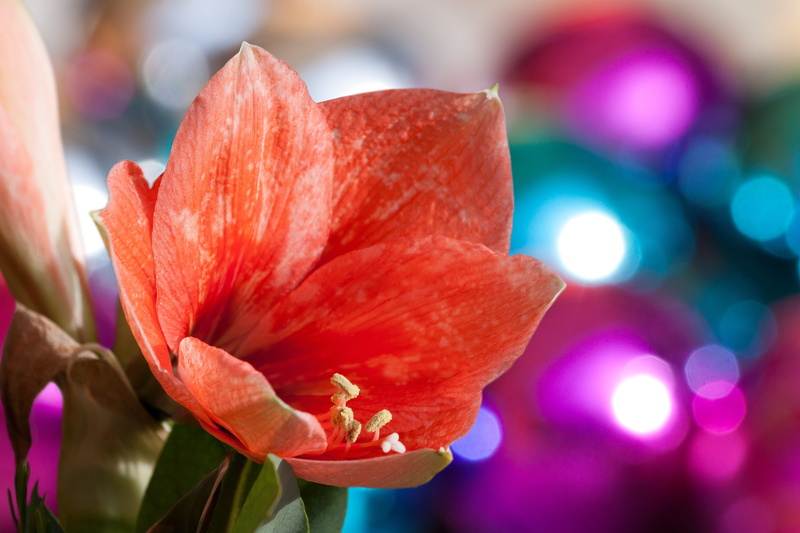 no people, botany, flower head, vibrant color, bouquet, beauty in nature, fragility, focus on foreground, amaryllis plant, plant, christbaumkugeln, growth