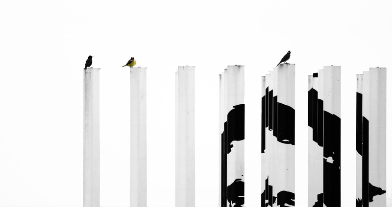black, nature, copy space, studio shot, architecture, built structure, perching, white color, 5K, animals in the wild, industrial, clear sky, three, graffiti