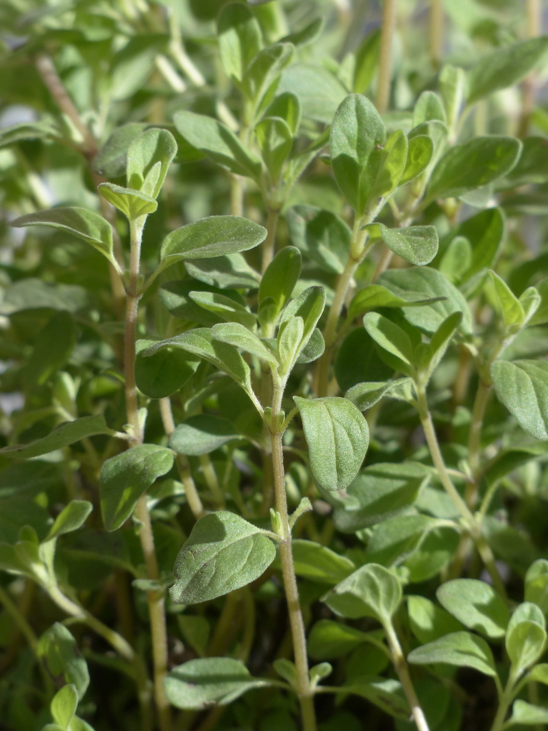 close-up, garden plant, food, food and drink, kitchen spice, agriculture, vegetable, plant part, plant stem, beauty in nature, freshness, nature, bad cabbage