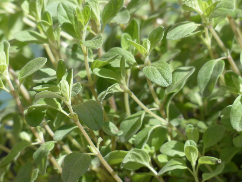 mairan, focus on foreground, kuttelkraut, plant part, jayanti, green color, mussaerol, wurstkraut, full frame, origanum majorana, Marjoram, Kitchen, nature