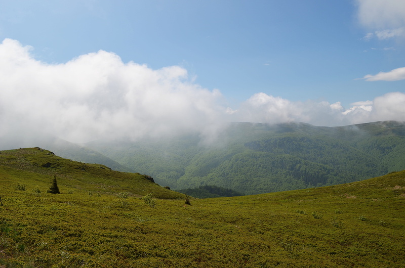 mammal, holiday, poland, environment, sunny day, wandering, mountain hiking, land, mountains, non-urban scene, tourism, the path, nature, vegetation, beech berdo