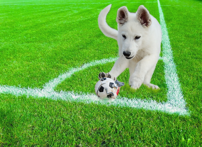 happy, turf, field, background, playful, terrier, soccer ball, vibrant, adorable, domestic, canine, champion, speed, running, team sport, bright, active