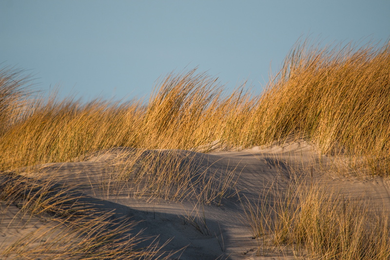 grasses, plant, sky, marram grass, dune, wind, sand dunes, environment, tranquility, beauty in nature, 5K, coast, animal wildlife, north sea, water, dune grass