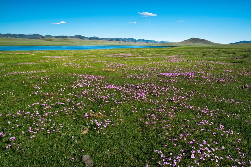 lake, plant, Landscape, no People, bogart village, field, flowering plant, daytime, scenics, grass, mongolia, meadow, pink, spring, summer, land, color Image