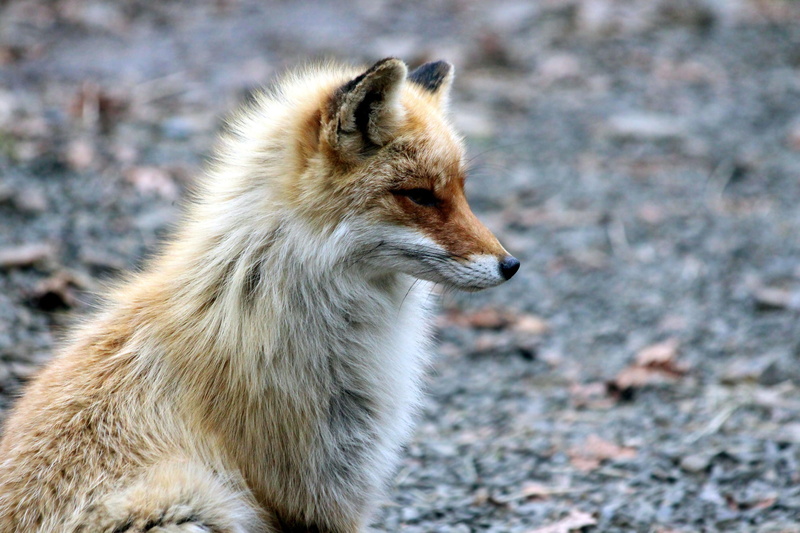 mammal, canine, animal, gray background, forest animal, looking, animal wildlife, vertebrate, wild beast, predator, focus, profile view, 2K, vulpes vulpes