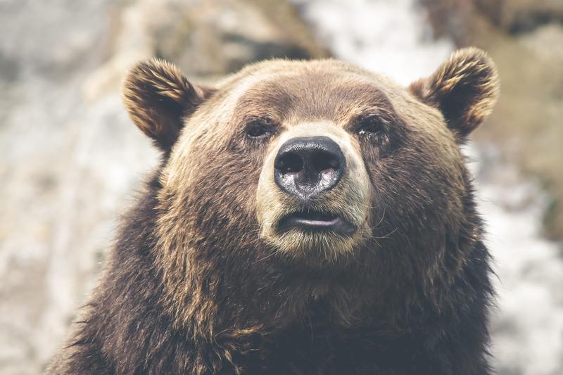 focal, one animal, nature, outdoors, close-up, brown, animals in the wild, selective, photo, portrait, looking at camera, animal, snout, animal themes