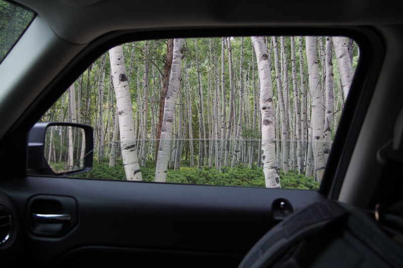 travel, vehicle interior, woodland, forest, transportation, plant, transparent, jeep, united states, 4K, tree, indoors, trees, motor vehicle, glass - material