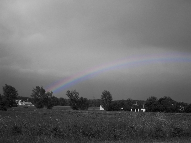 trees, black and white, grass, cloud - sky, nature, scenics - nature, day, tranquility, colors, no people, environment, field, non-urban scene, rainbow