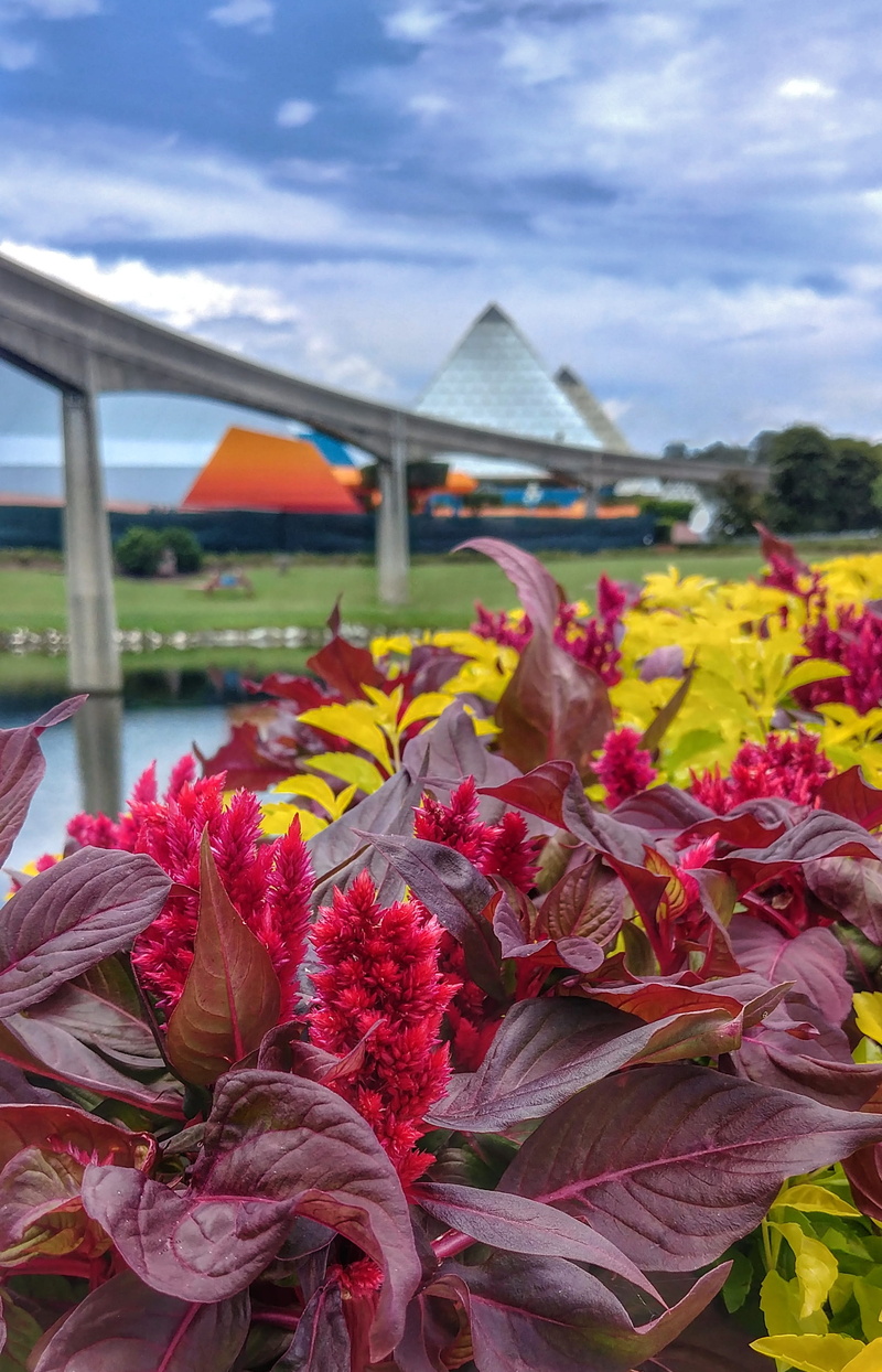 garden, growth, disney, flower, walt disney world, flower head, multi colored, inflorescence, clouds, freshness, beauty in nature, day, outdoors