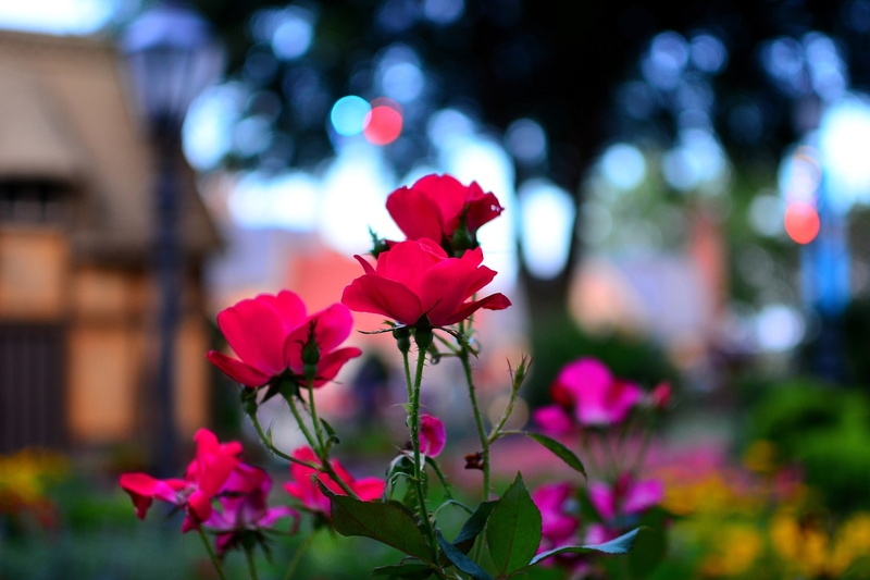 roses, flowers, epcot, 1080P, macro, nature