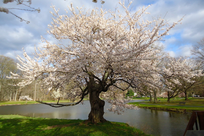 daytime, plants, no people, growth, flowering plant, branch, freshness, springtime, water, cherry blossom, beauty in nature, tree, flowering, fragility