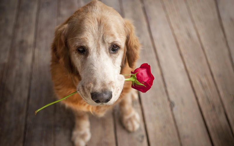 dogs, love, 1080P, rose, dog, widescreen, pet, carrying, resolutions, puppy