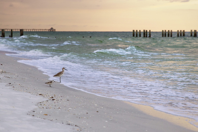 below, water, turquoise, animals in the wild, perching, pure, sunrise, seagull, orange, sunset, beauty in nature, one animal, pier, summer, natur, beach