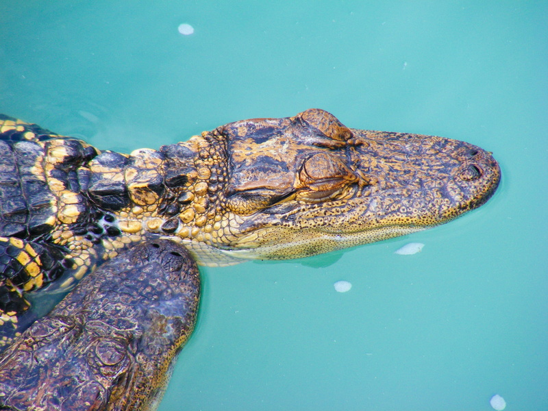 snout, animal head, river, sea, animal themes, black, florida, 2K, vertebrate, water, animal wildlife, animals in the wild, lake, animals, one animal