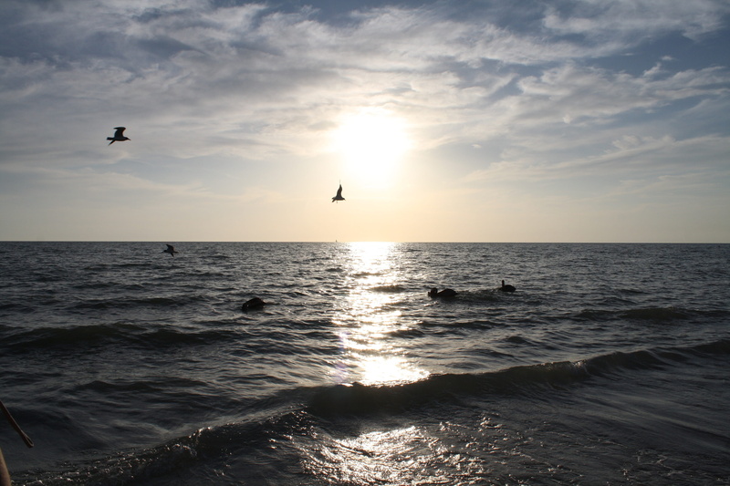 horizon over water, pelikan, nature, animal wildlife, naples, no people, animals in the wild, outdoors, horizon, animal themes, sun, mid-air, scenics - nature