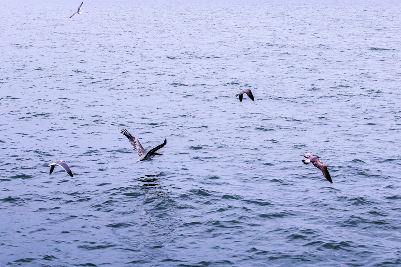 sea life, day, animal, fishing, birds, florida, animal wildlife, naples, outdoors, group of animals, sport, wildlife, pelican, vertebrate, marine, beauty in nature