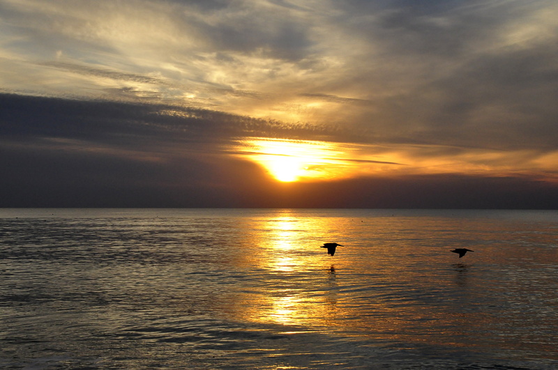 fly, horizon, evening, no people, scenics - nature, flight, nature, afterglow, tranquil scene, sea, cloud - sky, beauty in nature, glow, gulf of mexico