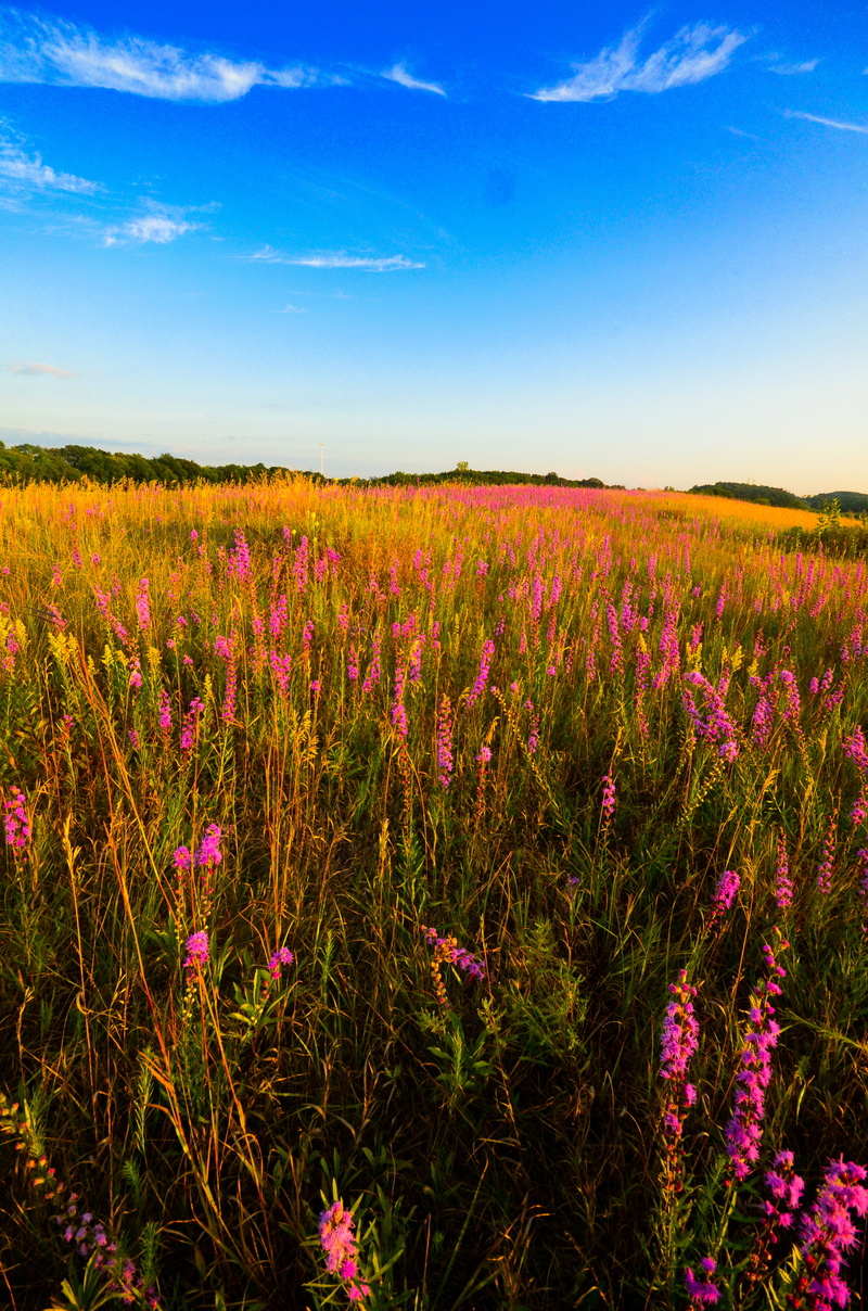 plant, sigma, county  flower, wisconsin state natural area, ex, near, liatris, rough blazing star, hsm, f/4, tpe, blue, springtime, field, summer, Blazing Stars
