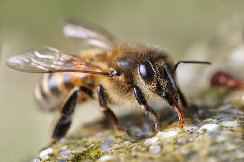 honey, 4K, pollination, animal, close-up, tube, allonge, yellow, flower, brown, eau, nature, micro, bee, insect, 20mm, black, abeille, closeup, macro