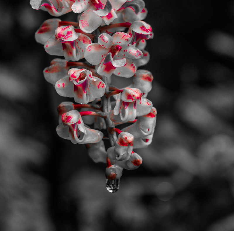food, indisches, growth, outdoors, nature, wet, raindrop, colorful, fragility, fruit, drops, flower, close-up, no people, perfection, drip, flowers, floral