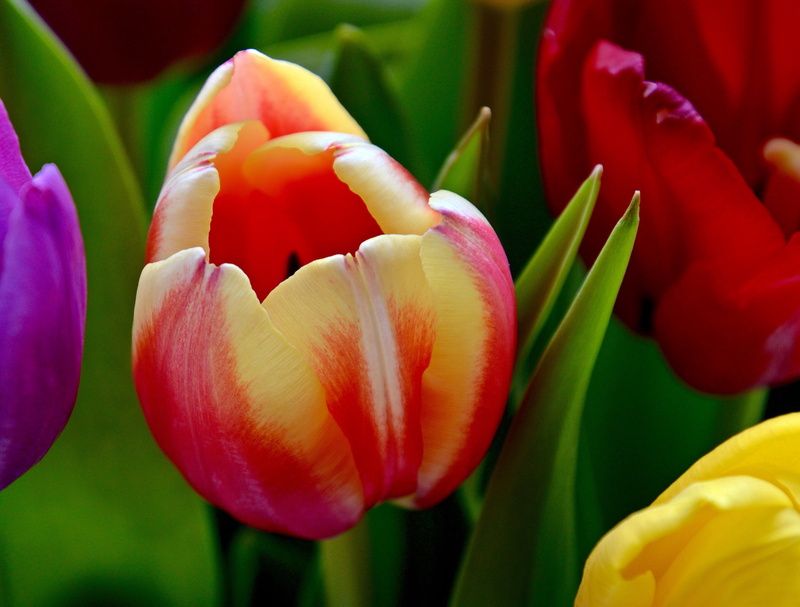 nature, springtime, flowers, petal, multi Colored, flower Head, Tulip, close-up, yellow, beauty In Nature, freshness, flower, 2K, plant, Red  Green, photo