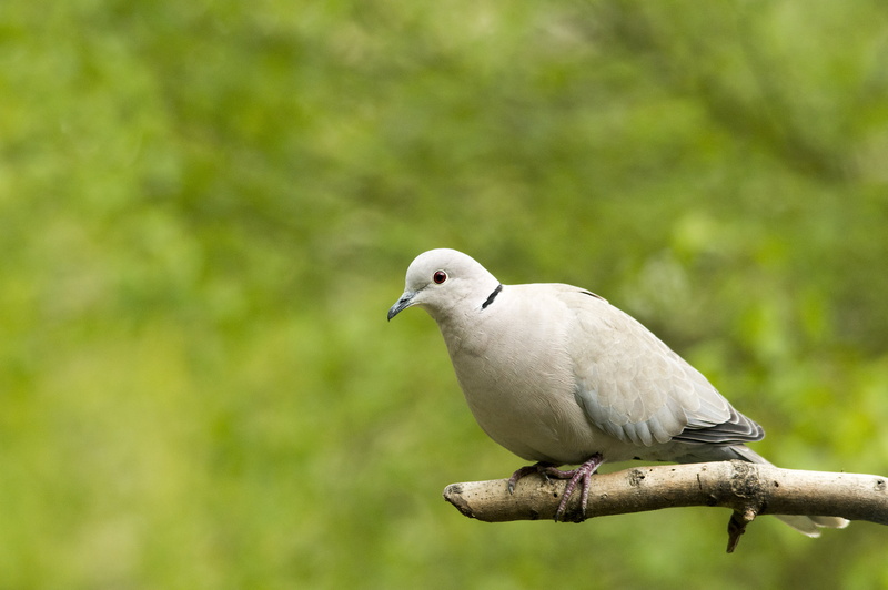 seagull, eurasian, dove, focus, Wildlife, beak, 5K, animal, nature, Eurasian Collared Dove, outdoors, selective focus, bird, photography, Collard, D3200
