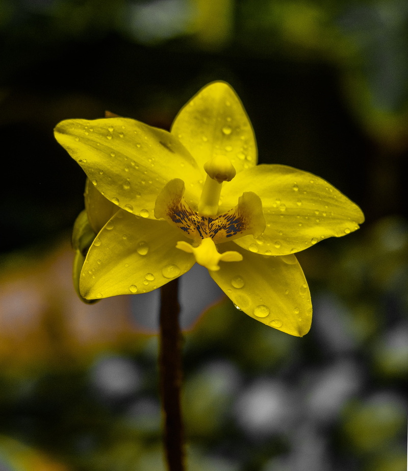 water, vacation, drops, nikon photography, pollen, bunch, petal, nature, fragility, water drop, plant, freshness, 2K, süd indisches, perfection, floral