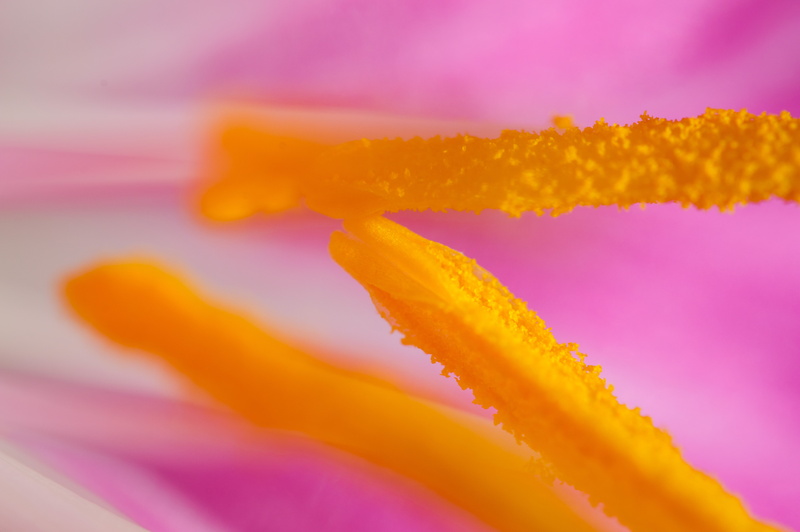 Macro Lens, unlimited, Venus, D3200, Pink, Flower, 5K, photo, close-up, petal, macro, LOVE, closeup, Threes a crowd, Yellow, plant, Pollen, Ultra, Iowa 60