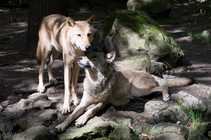 animals in captivity, animal, land, carnivores, d3200, pack animal, zoo, 4K, animal themes, animal wildlife, animal family, tree, wolves, nikon, protective