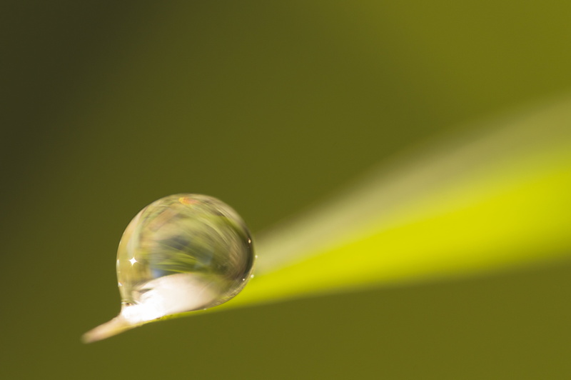 macro, macro photography, nikon d3200, nature, close-up, blur, water, Tamron, green Color, snail, DCR, Cabeza la Vaca, dew, drops, 5K, photography, environment