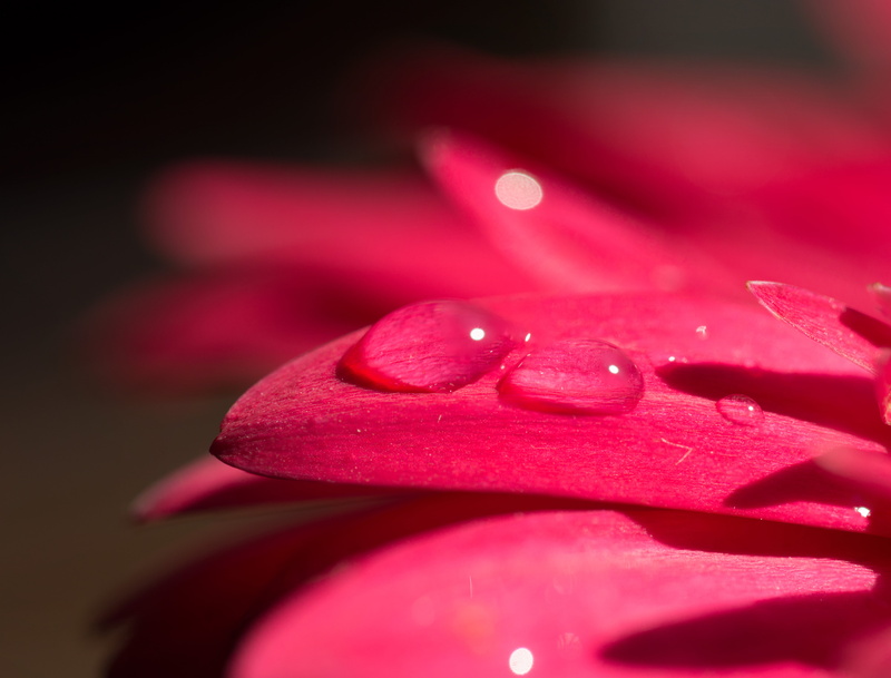 single Flower, plant, closed, Nikon, 5K, drop, Unlimited, Petals, dew, Iowa 60, pink, red, photo, petal, flower, Bokeh, droplets, up, close-up, Macro Lens