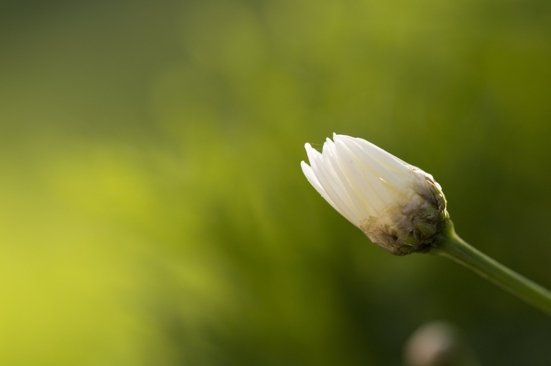 Tamron, nikon d3200, nature, oxeye, Capullo, 5K, flickr, white, fotografia, focus, daisy, Jaén, selective, Margaritas, selective focus, 90mm, Margarita